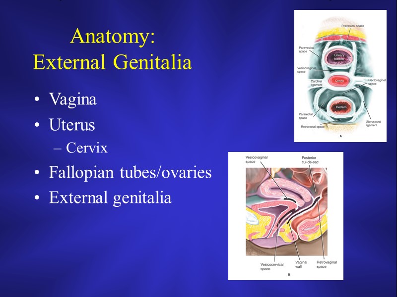 Anatomy:  External Genitalia Vagina Uterus Cervix Fallopian tubes/ovaries External genitalia